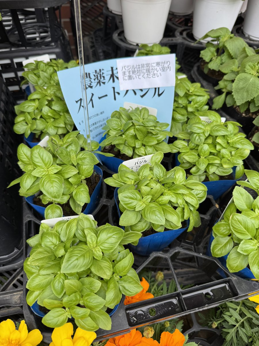 hanahide_com's tweet photo. この時期、人気の苗物
「バジル」&amp;「青しそ」入荷しました。
今日は、とても暖かいですね。(暑いかも、、、。)
ぜひこんな日和に苗を植えてみませんか。

florist 花秀
#大田区  #蒲田 #京急蒲田 #花屋 #花秀 https://t.co/gOyqfvrMYT