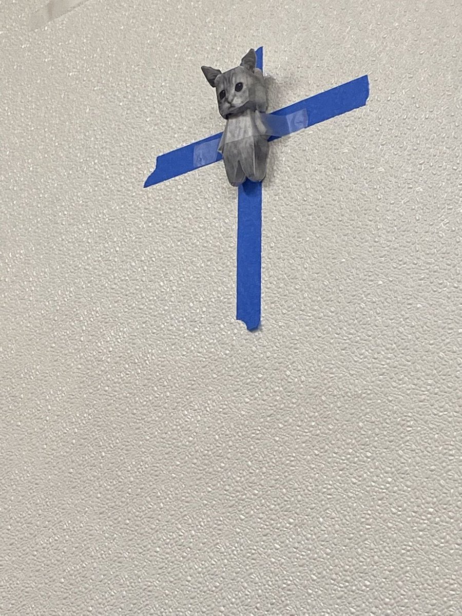 gatos fazendo gatices tweet media