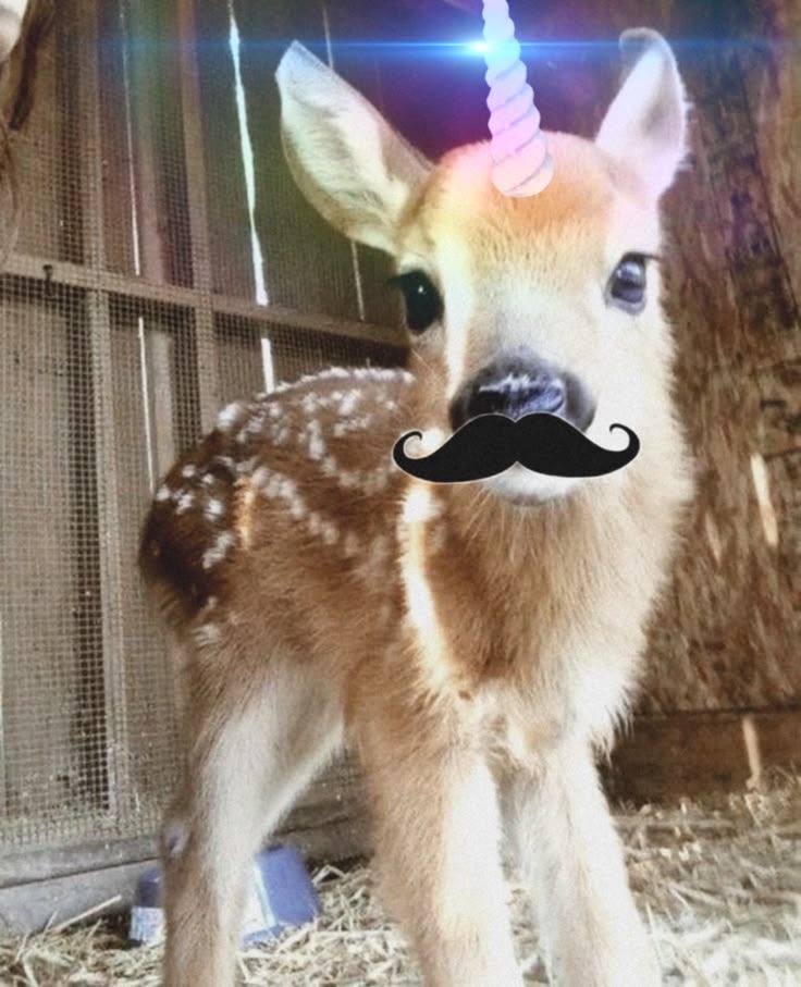 kel ♪ (⭑ •͈ 3 •͈ ) 🦄 tweet media