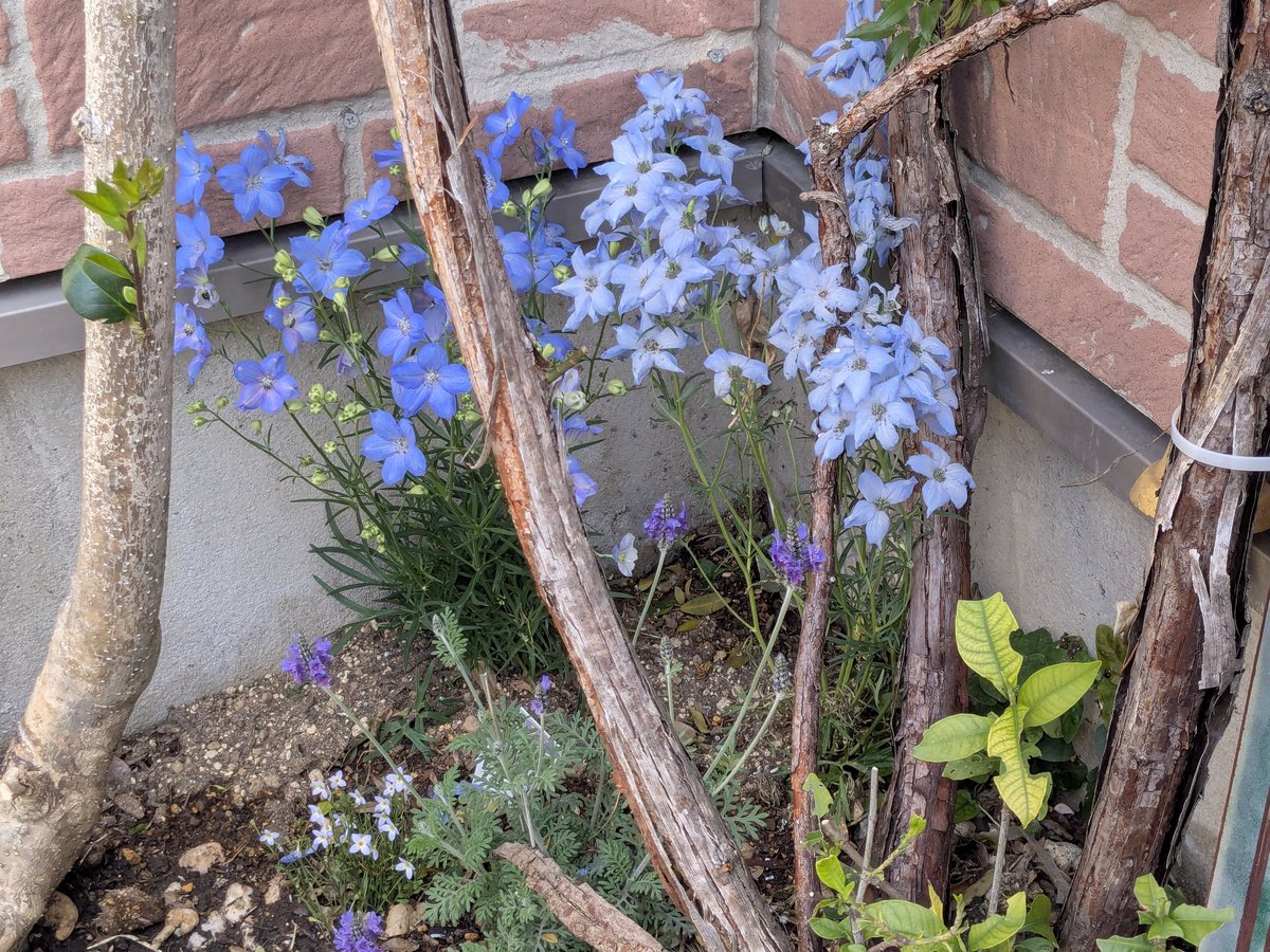 今日暖かすぎるからモッコウバラもっと咲くかも。他の花も元気🤗