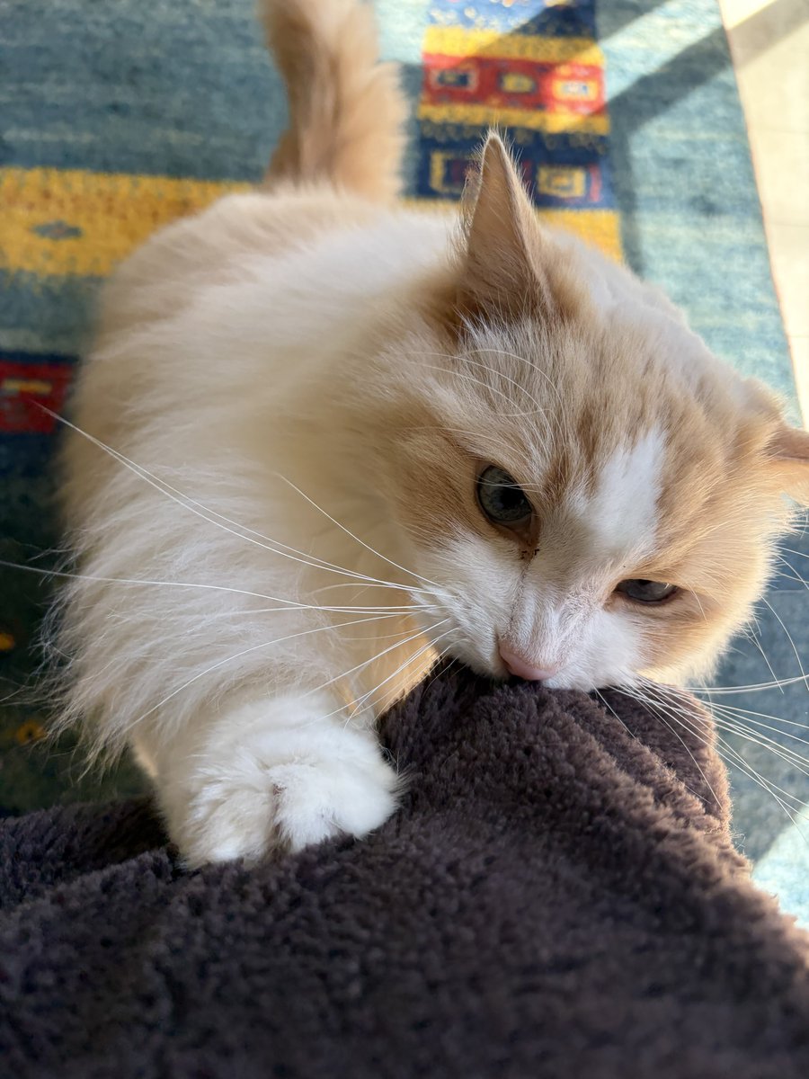 るいにゃ tweet media