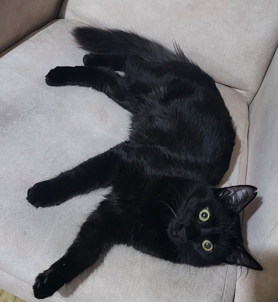 Özlem 🐾 tweet media