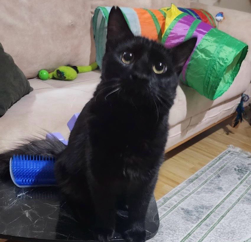 Özlem 🐾 tweet media