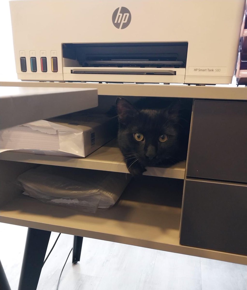 Özlem 🐾 tweet media