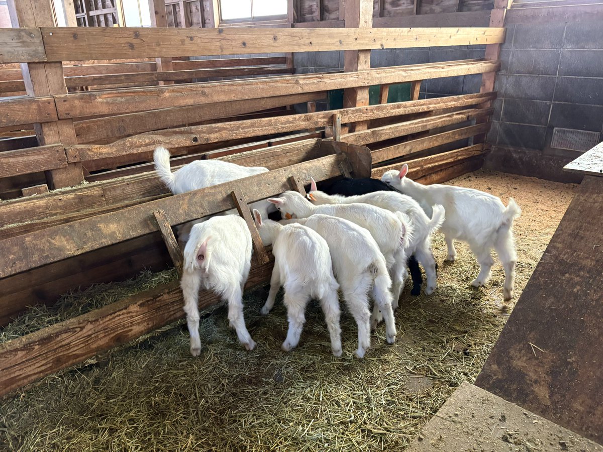 まかいの牧場【公式】 tweet media