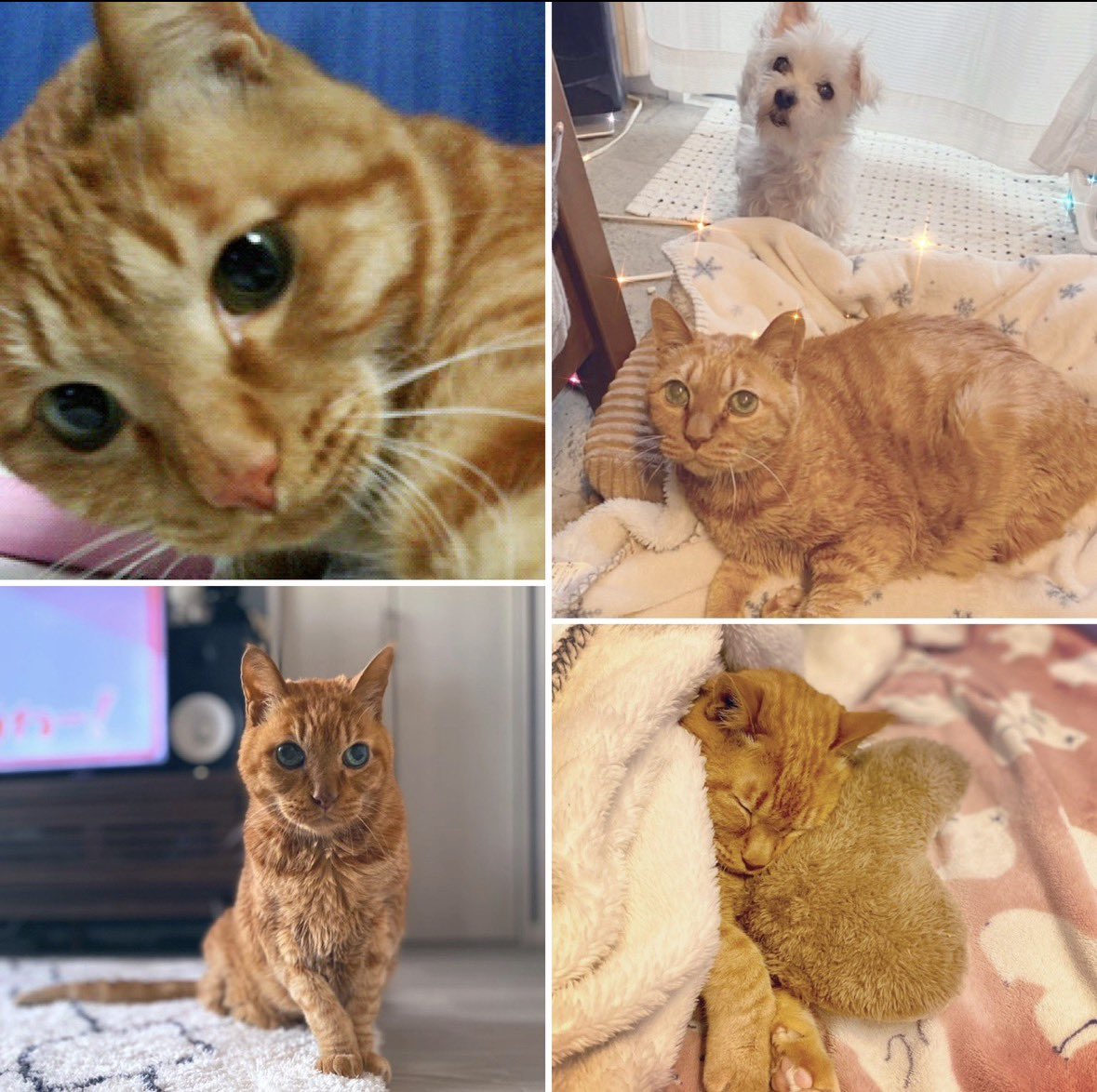 mocca(ともぽん)RoyalLine tweet media