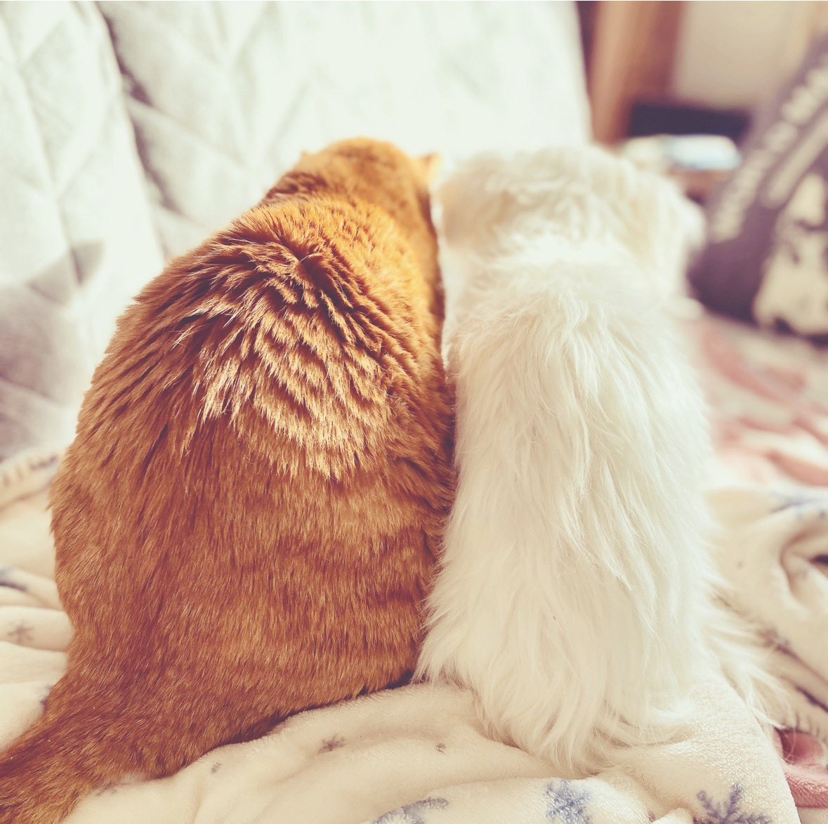 mocca(ともぽん)RoyalLine tweet media