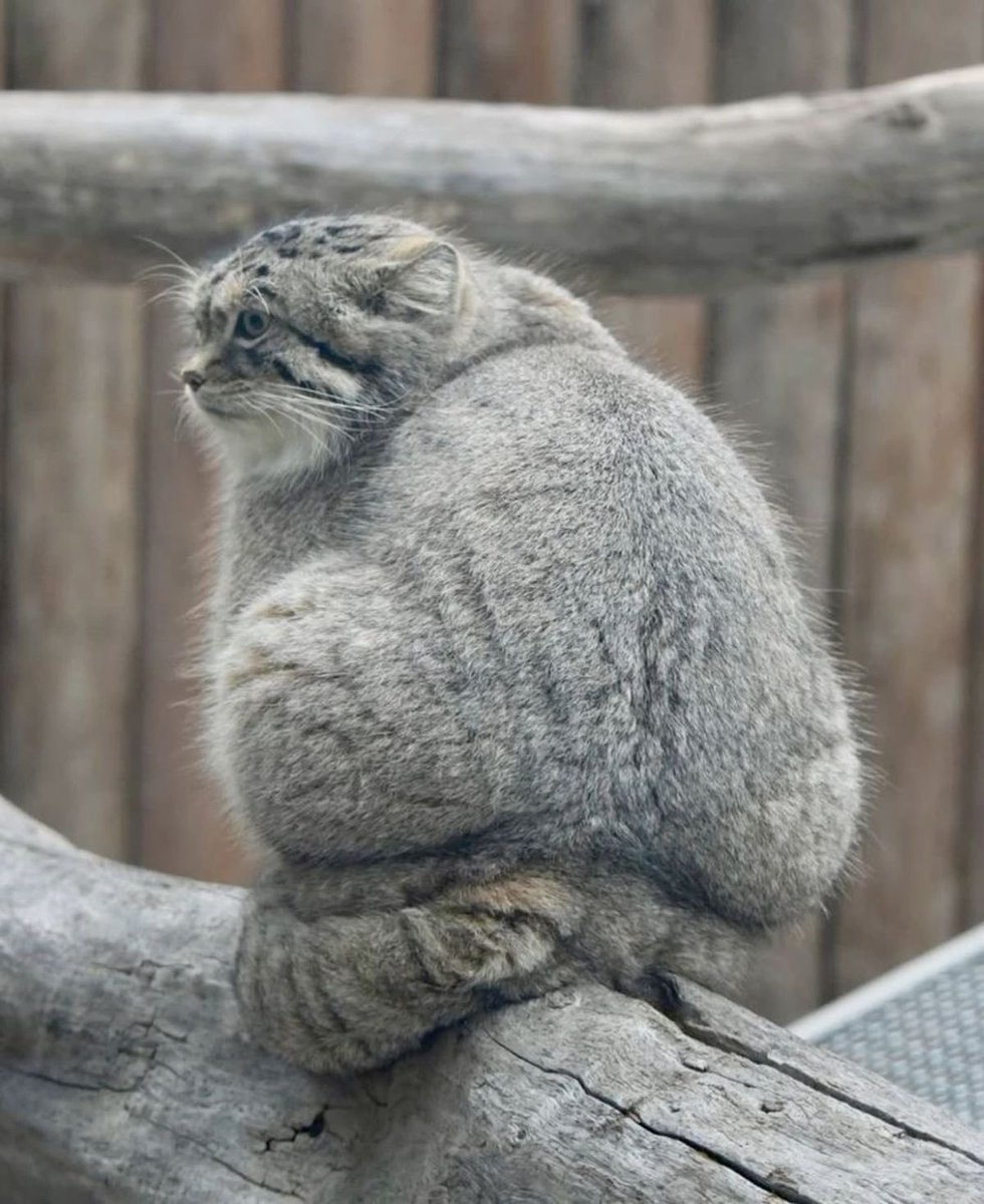 v! ✶ won??? tweet media