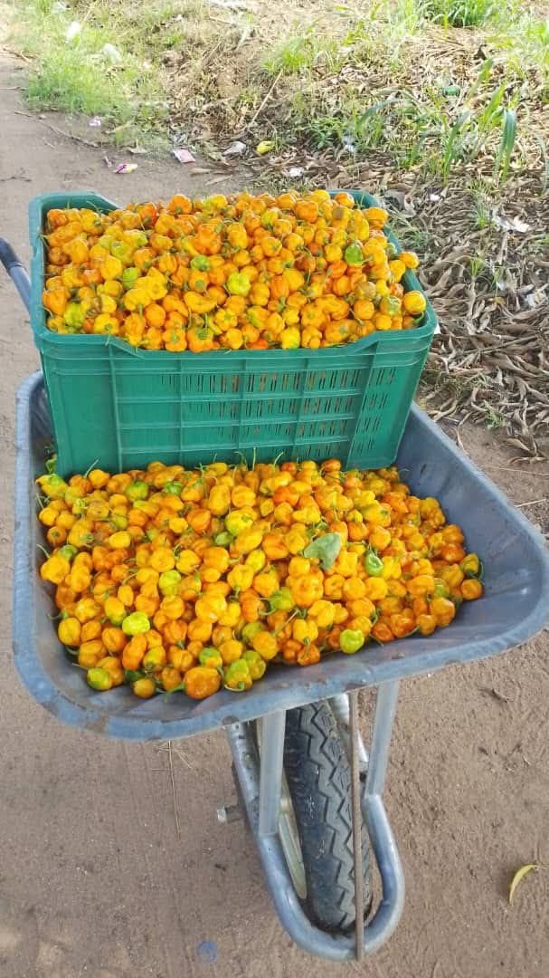 The Nigerian Farmer tweet media