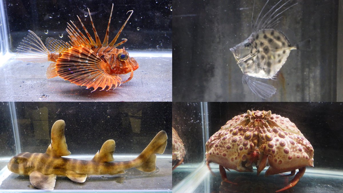 Elasmobranch_JP's tweet photo. 入荷情報！
春時期ならではのミニ生体が入荷中です！

セトミノ　約5 cm
カガミダイ　約6 cm
ネコザメベビー　約18 cm
ヤマトカラッパ　約10 cm

久々登場の種が揃いました！
他にもトラフやマツカサウオなども少量ありです！

#魚の道 #海水魚 #海の生き物 
#深海生物 #深海魚 #甲殻類 #カニ #サメ https://t.co/ANX12zNaT3