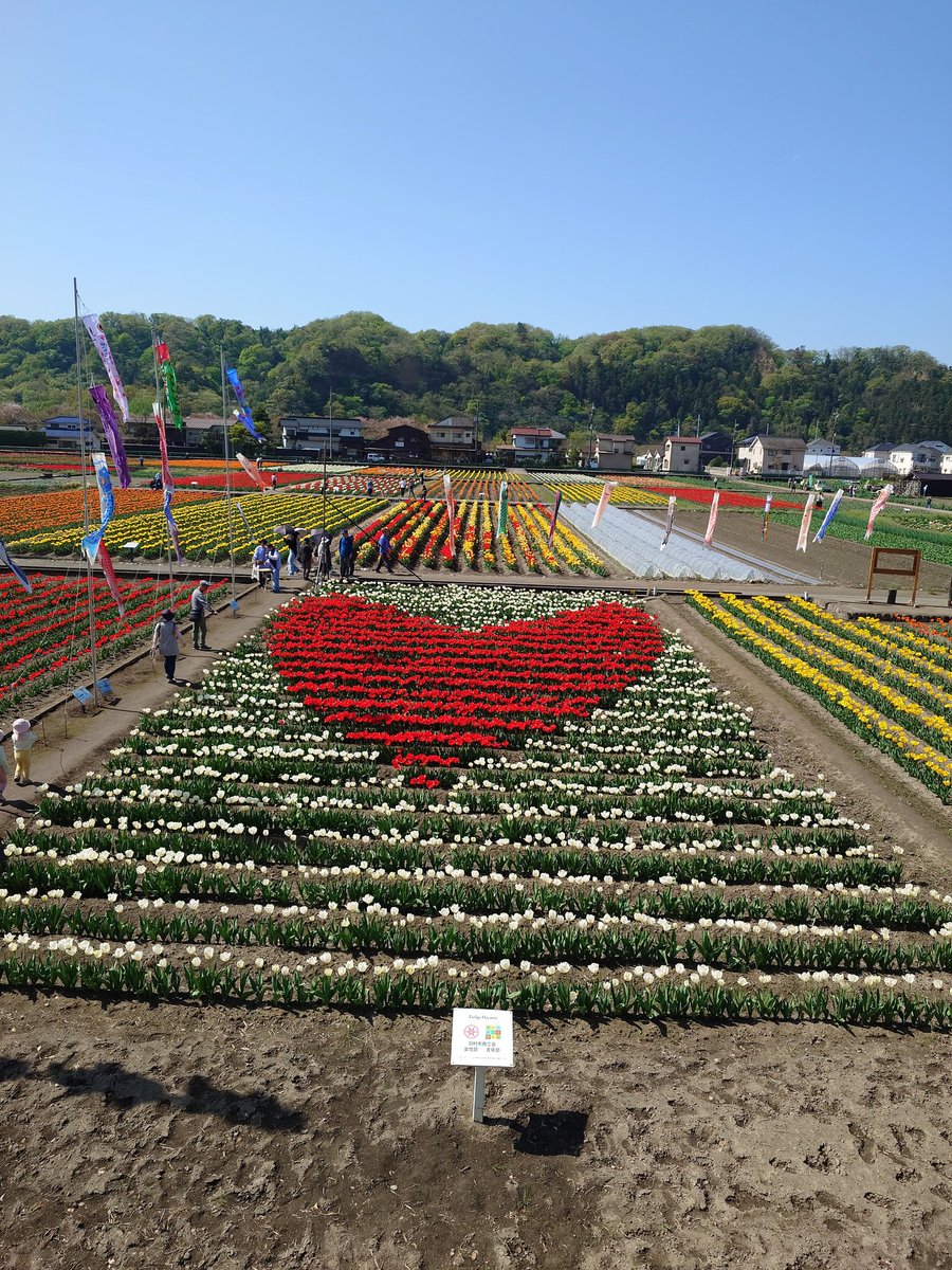 matz0830's tweet photo. 一面のチューリップ https://t.co/OkH595H2XF