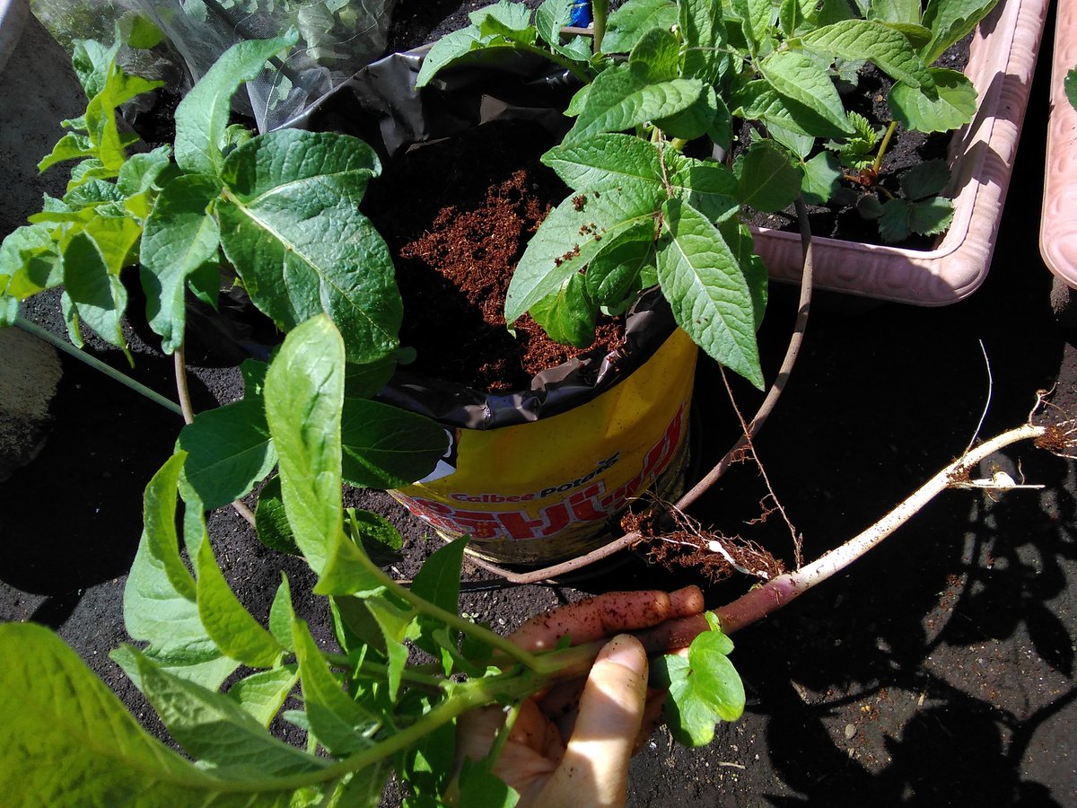 むこうちゃん tweet media