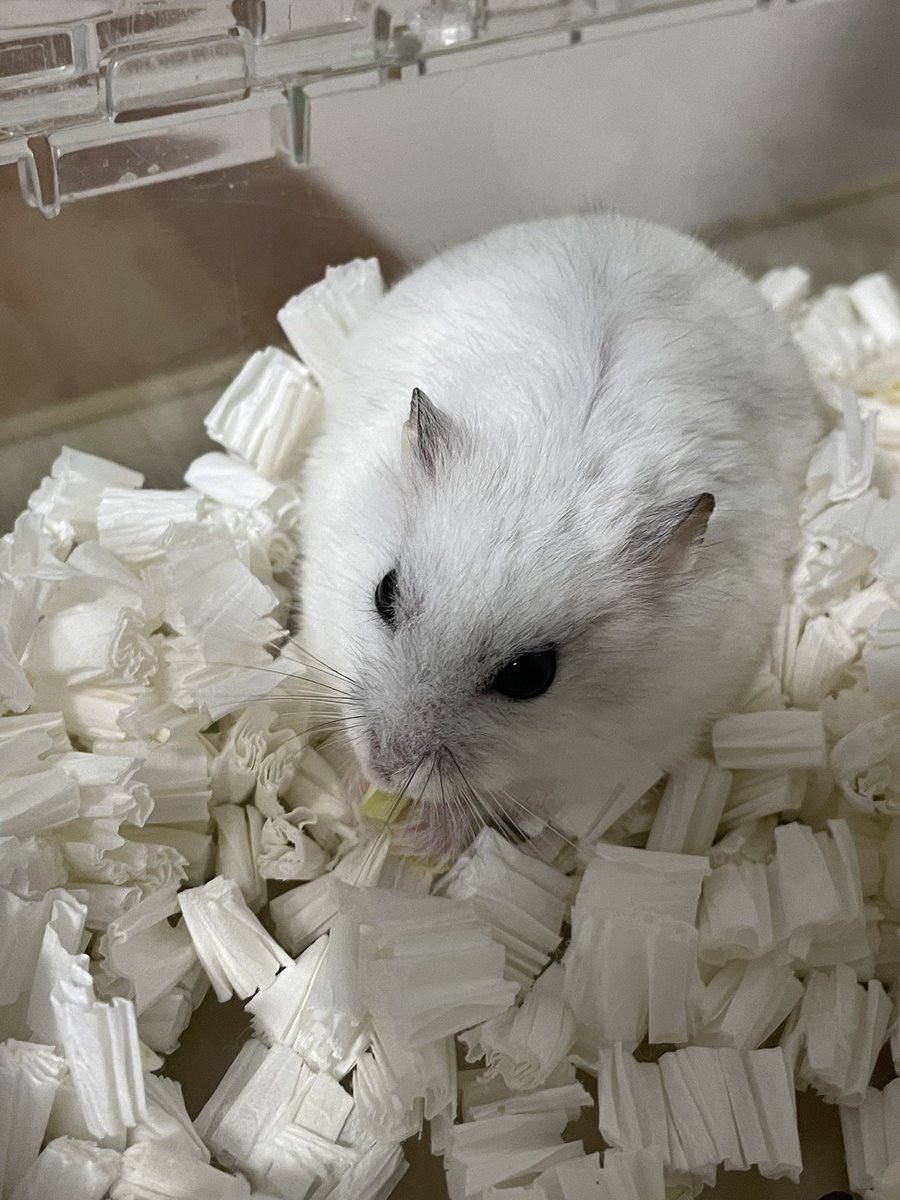 うなちゃんと呼んでね🐯🐹🌸🌺🐌 tweet media