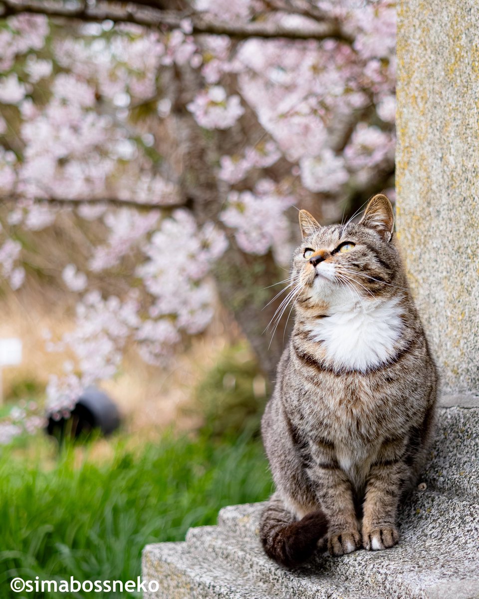 三毛猫軍曹 tweet media