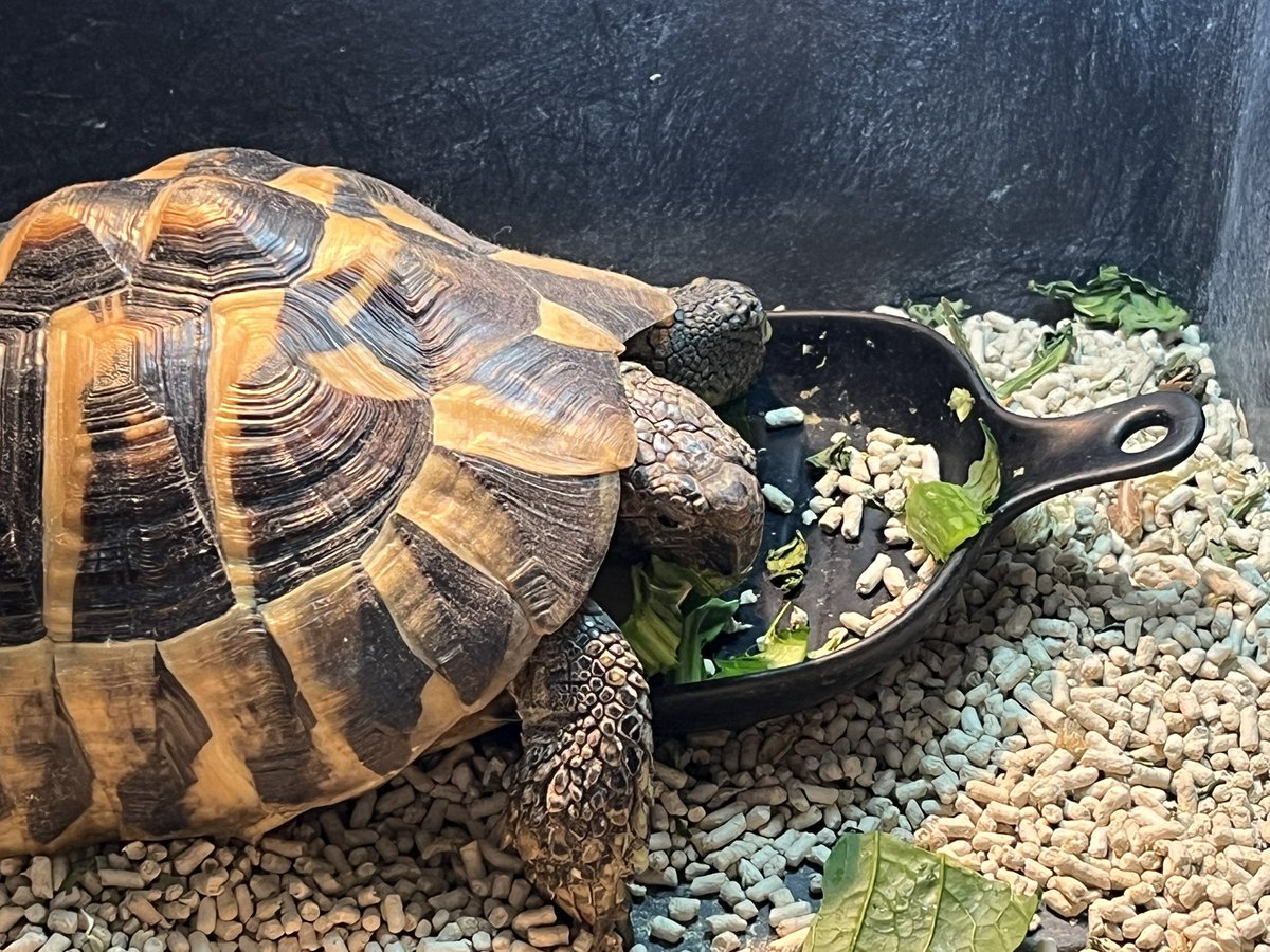 食べ散らかす亀🐢
#ヘルマンリクガメ