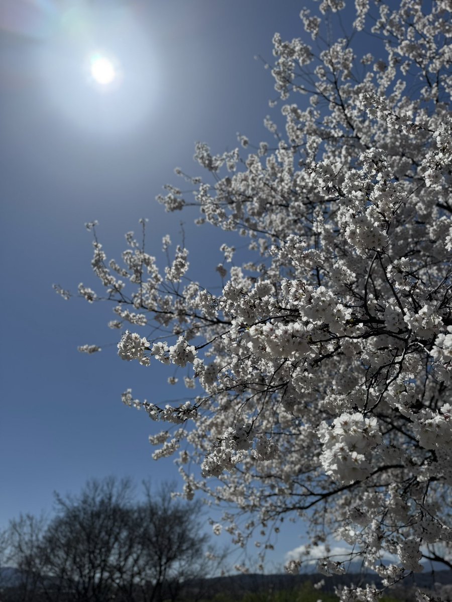 おとうふ tweet media