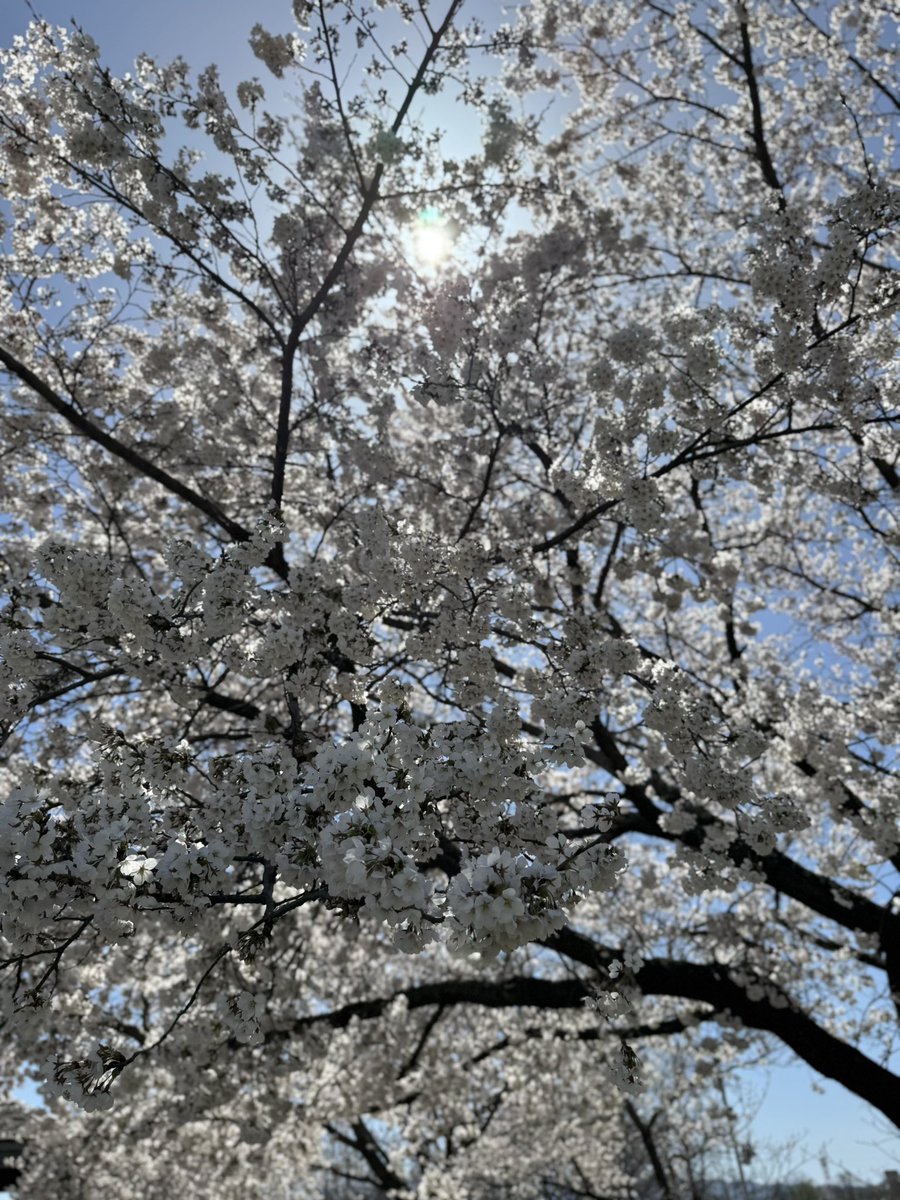 おとうふ tweet media