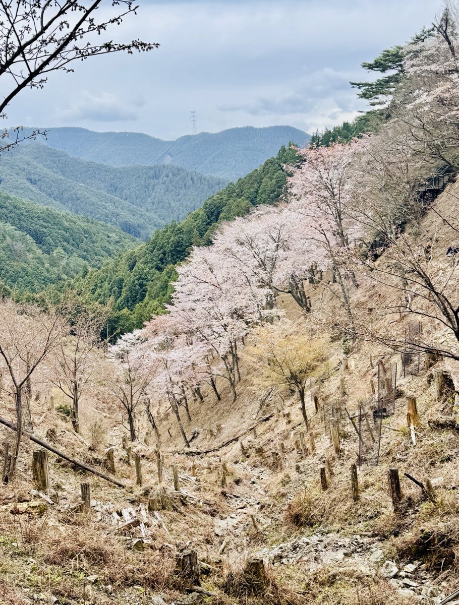 ystomo's tweet photo. 吉野奥千本🌸思ってたより満開過ぎてた😆奥千本桜は献木によって千本になったんだね。👀 🌲たくさん刈られてると思いきやこれは献木のエリアを確保するためなんだね。 https://t.co/VvnfabVpfW