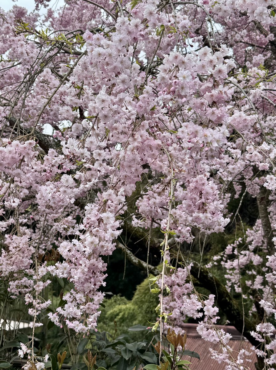 ystomo's tweet photo. 吉野奥千本🌸思ってたより満開過ぎてた😆奥千本桜は献木によって千本になったんだね。👀 🌲たくさん刈られてると思いきやこれは献木のエリアを確保するためなんだね。 https://t.co/VvnfabVpfW