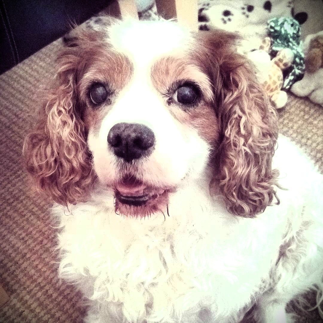 MandyAstle's tweet image. My happy Henry back in 2021 ❤️ #cavpack #memories #Cavaliers #gonebutnotforgotten #dogsofX #spanielhour