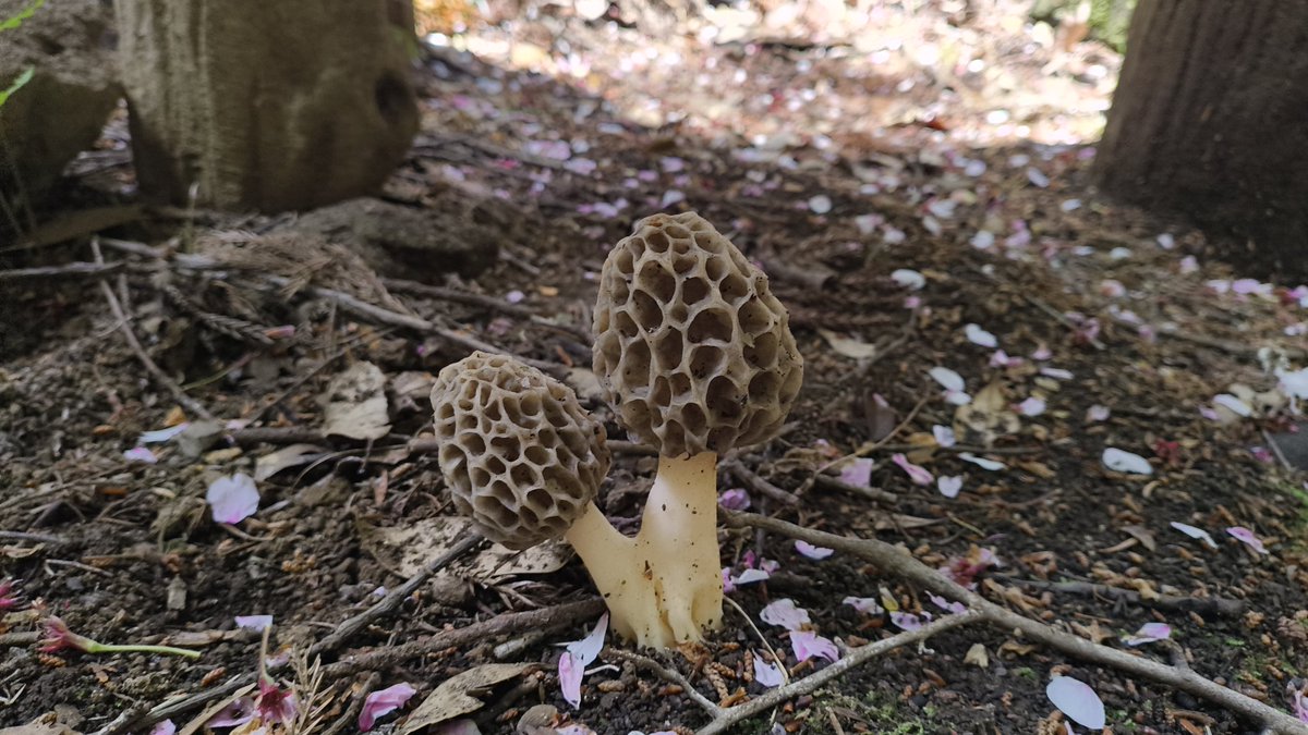 🍄‍🟫近所の山を散策🍄‍🟫