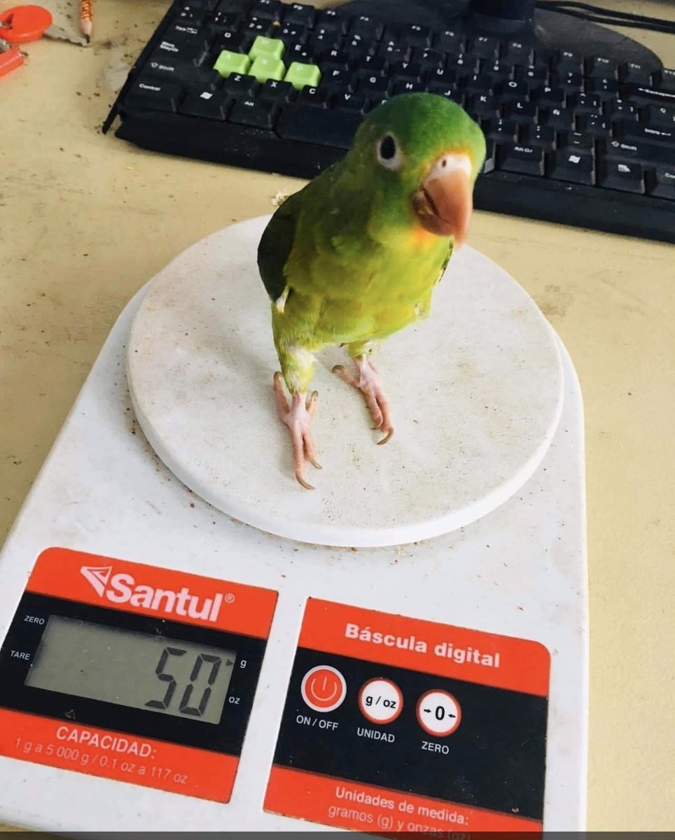 poliamoroso de la radio 📻 tweet media