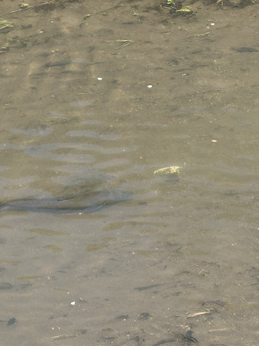 石川典行 tweet media