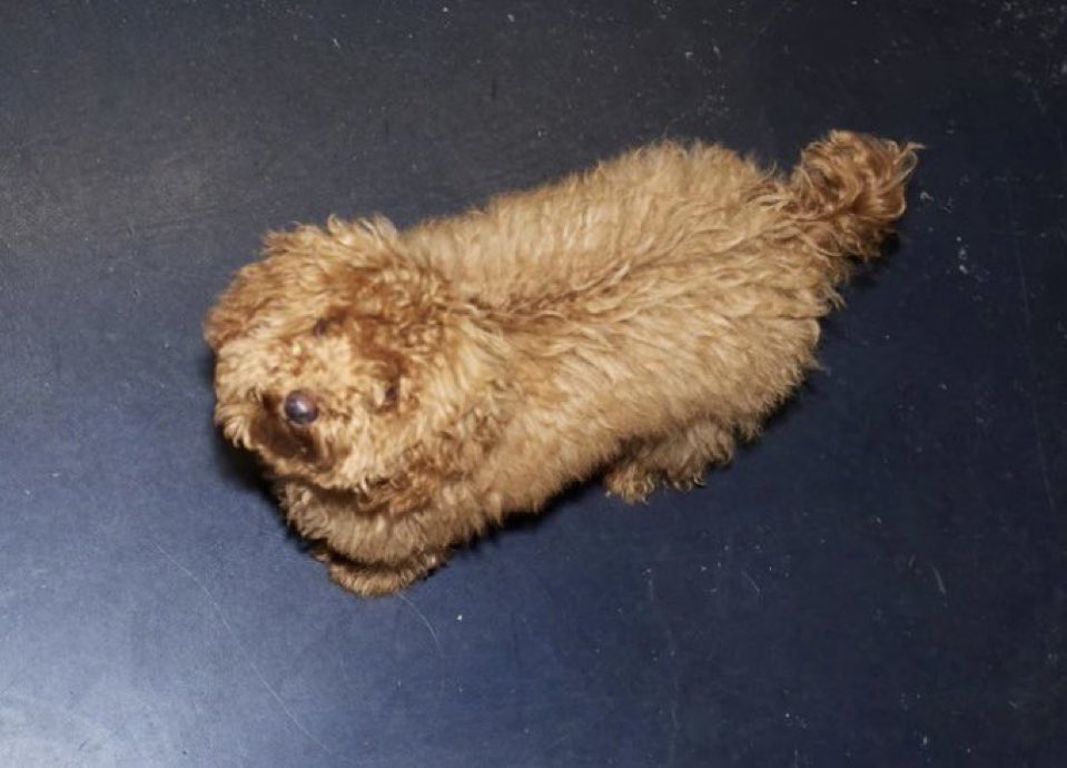 Querido diário, hoje eu senti inveja da cachorra da Beyoncé pois queria ser ela