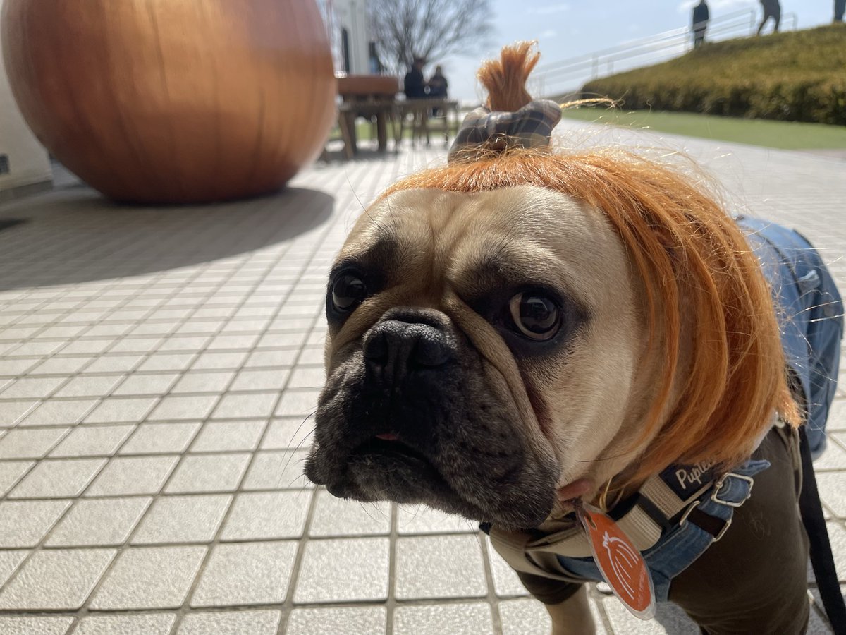 39kenken's tweet photo. 徳島県美波町！秋田犬アッキー！
看板犬ダン玉ねぎになる！w
新玉ねぎを頂きました！

#秋田犬 #ドッグラン #四国 #徳島 #美波町 #キャンプ #コテージ #宿泊 #日和佐 #老犬 #南阿波サンライン #看板犬 #フレブル #秋田犬アッキー #フレンチ #みなみ阿波 https://t.co/AvI6486Q37