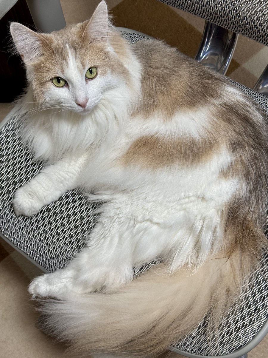 エドリー tweet media