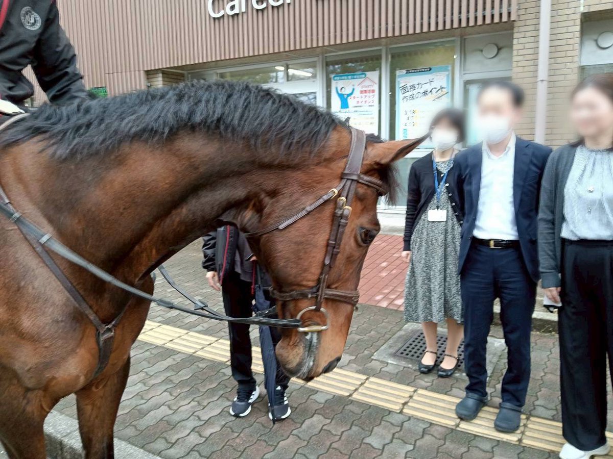 みんな撫でてくれるから自分から頭下げるようになった🤣
#宇都宮大学
#馬術部
