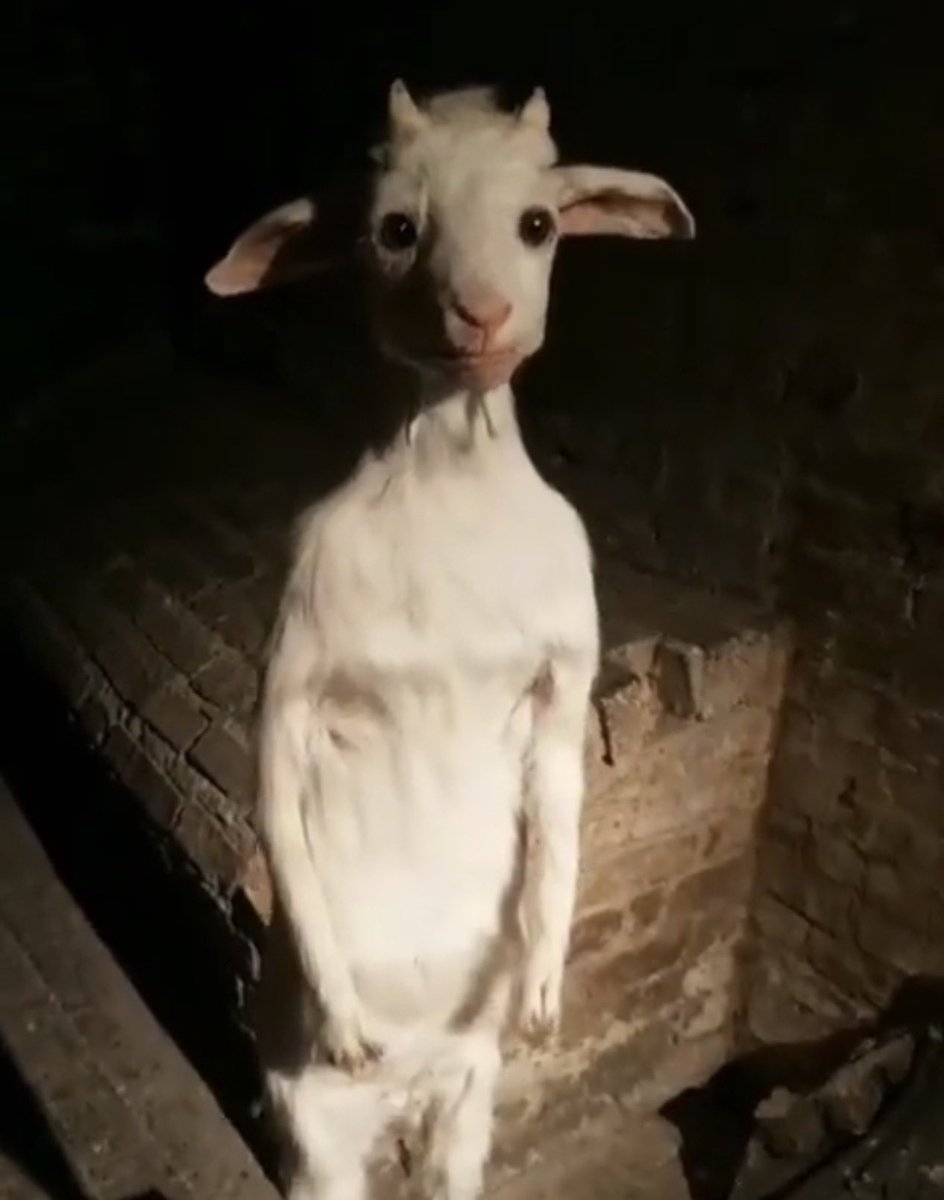 amanda melo tweet media