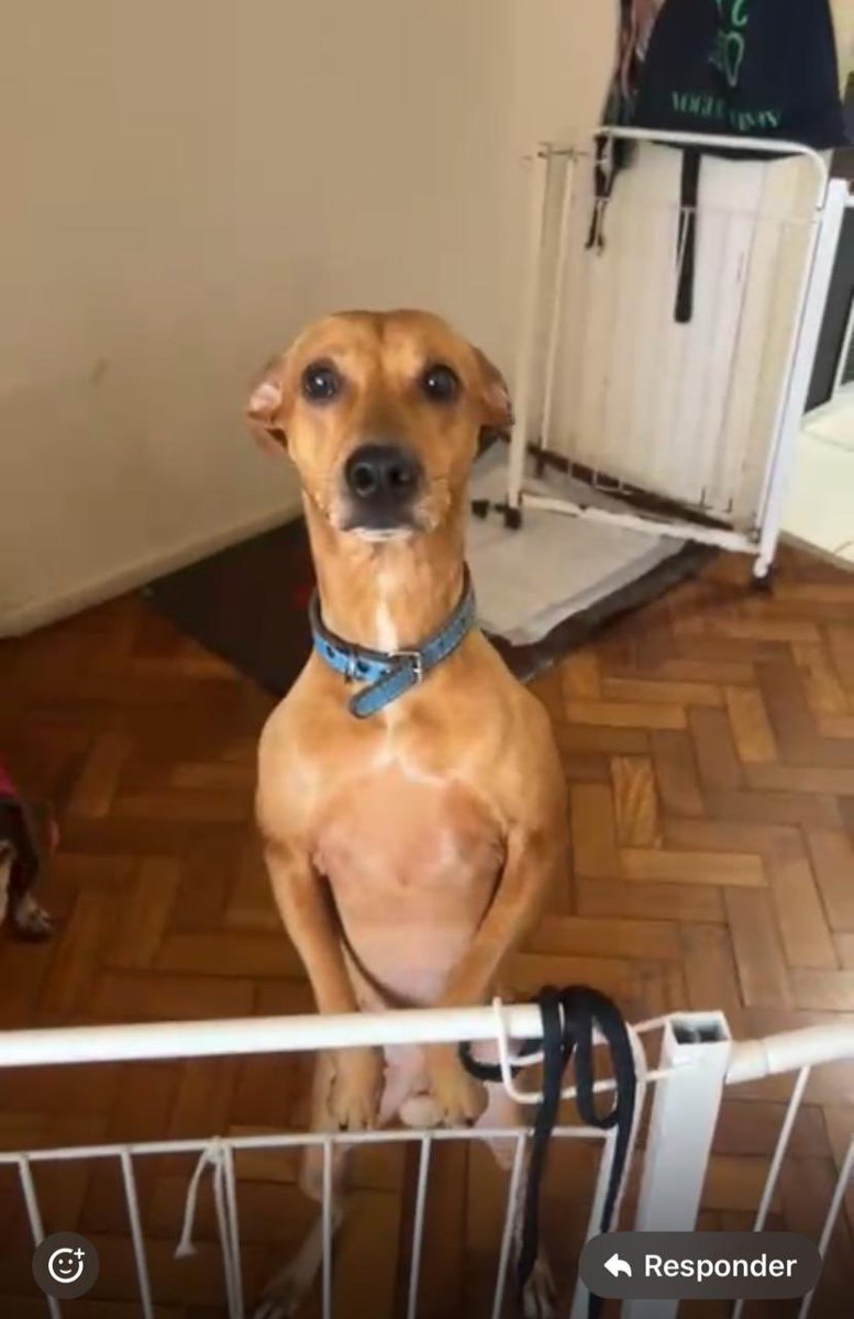 amanda melo tweet media