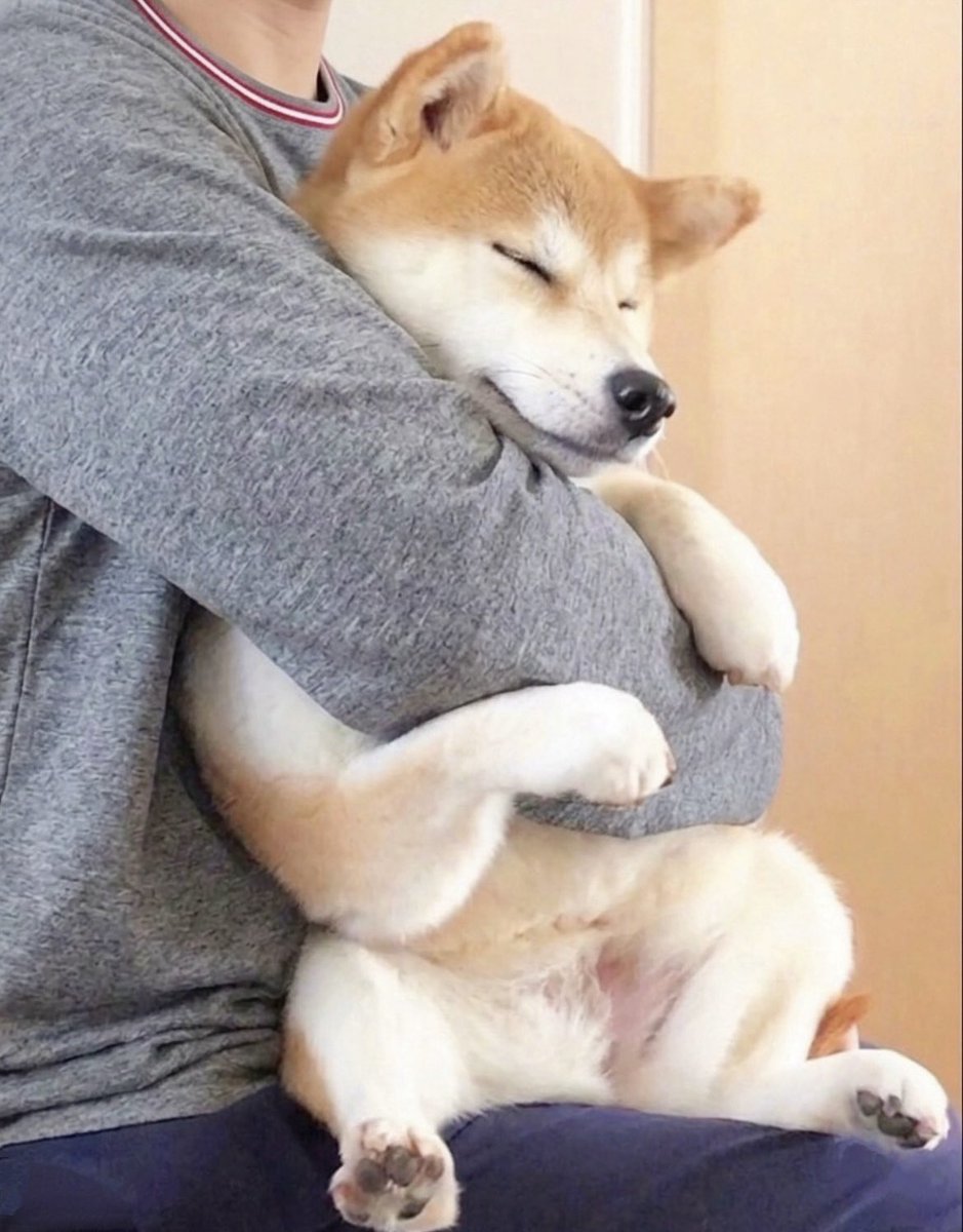 柴犬·͜·♡もも tweet media