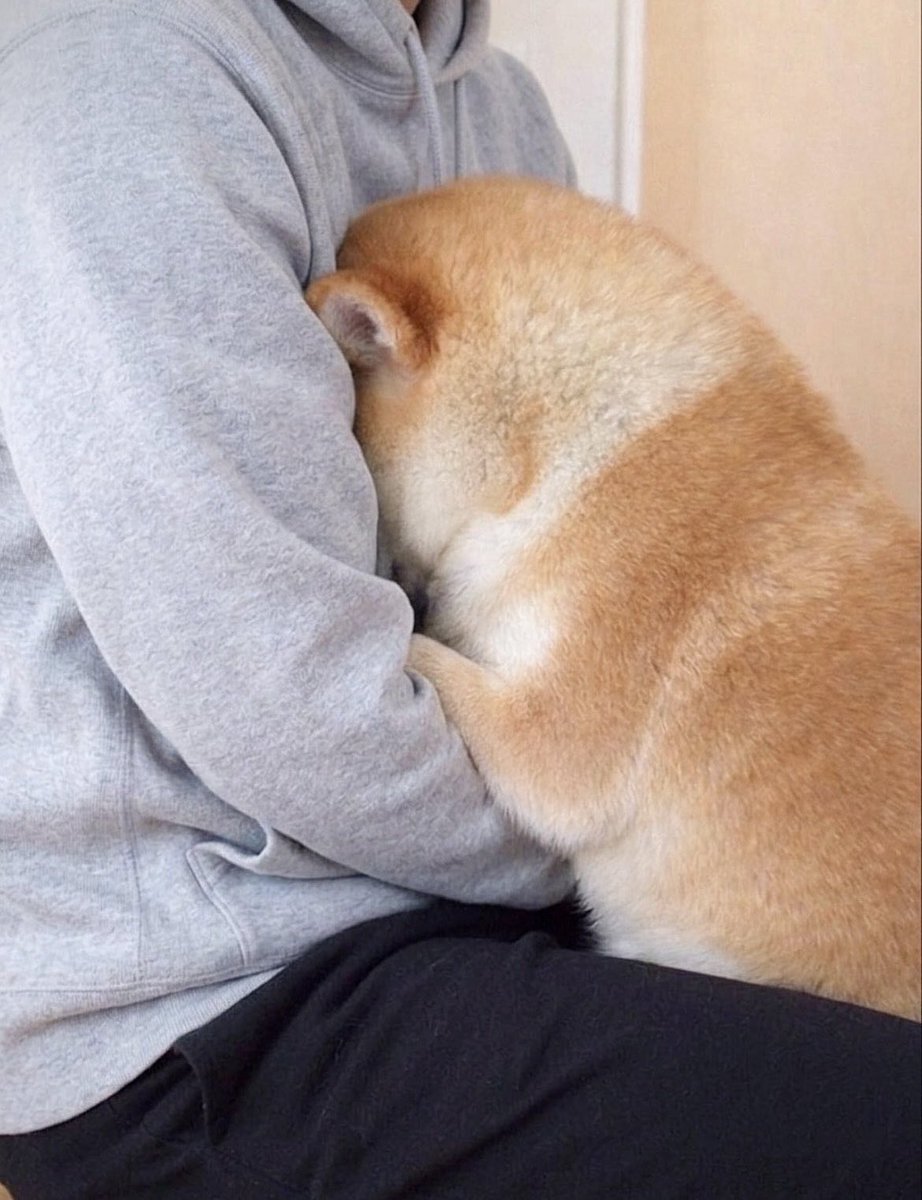 柴犬·͜·♡もも tweet media
