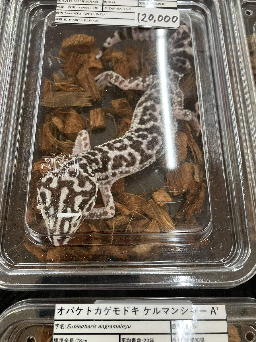 赤鯨堂 tweet media