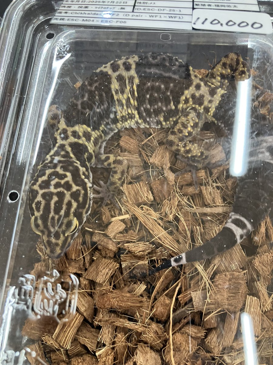 赤鯨堂 tweet media