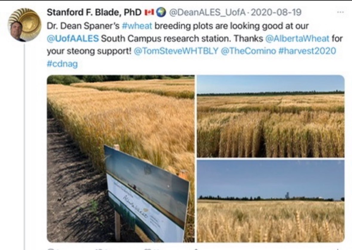 DrStanfordBlade's tweet photo. So sad to hear the news of Dr. Dean Spaner’s passing. A grad school friend @mcgillu and @UAlberta colleague - his #wheat breeding career created superb new cultivars while mentirung the next generation of breeders &amp; crop scientists. RIP friend. @RDARAlberta @CIMMYT @UofAResearch https://t.co/y02pw5dBzN
