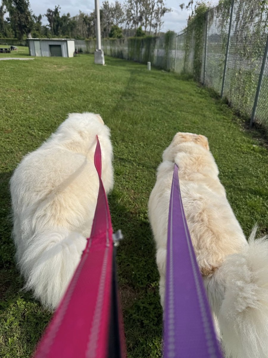 BeckyGresch's tweet photo. 🐾🚐 Safe, reliable nationwide ground pet transport for your furry family members!

Learn more or request a FREE quote: https://t.co/rWrMtDQXiU

#PetTransport #PetRelocation #DogTransport #PetTravel #PetSafety #AnimalTransport https://t.co/oxBal43oPe