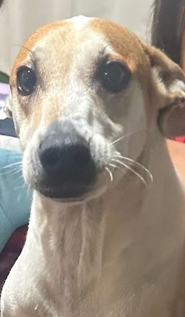 minimonigold's tweet photo. quiero llegar al lado de Twitter donde están las army’s uruguayas que no consiguieron entrada, así puedo deprimirme colectivamente 
(Es mi perro el meme) https://t.co/C1MqVswpM4