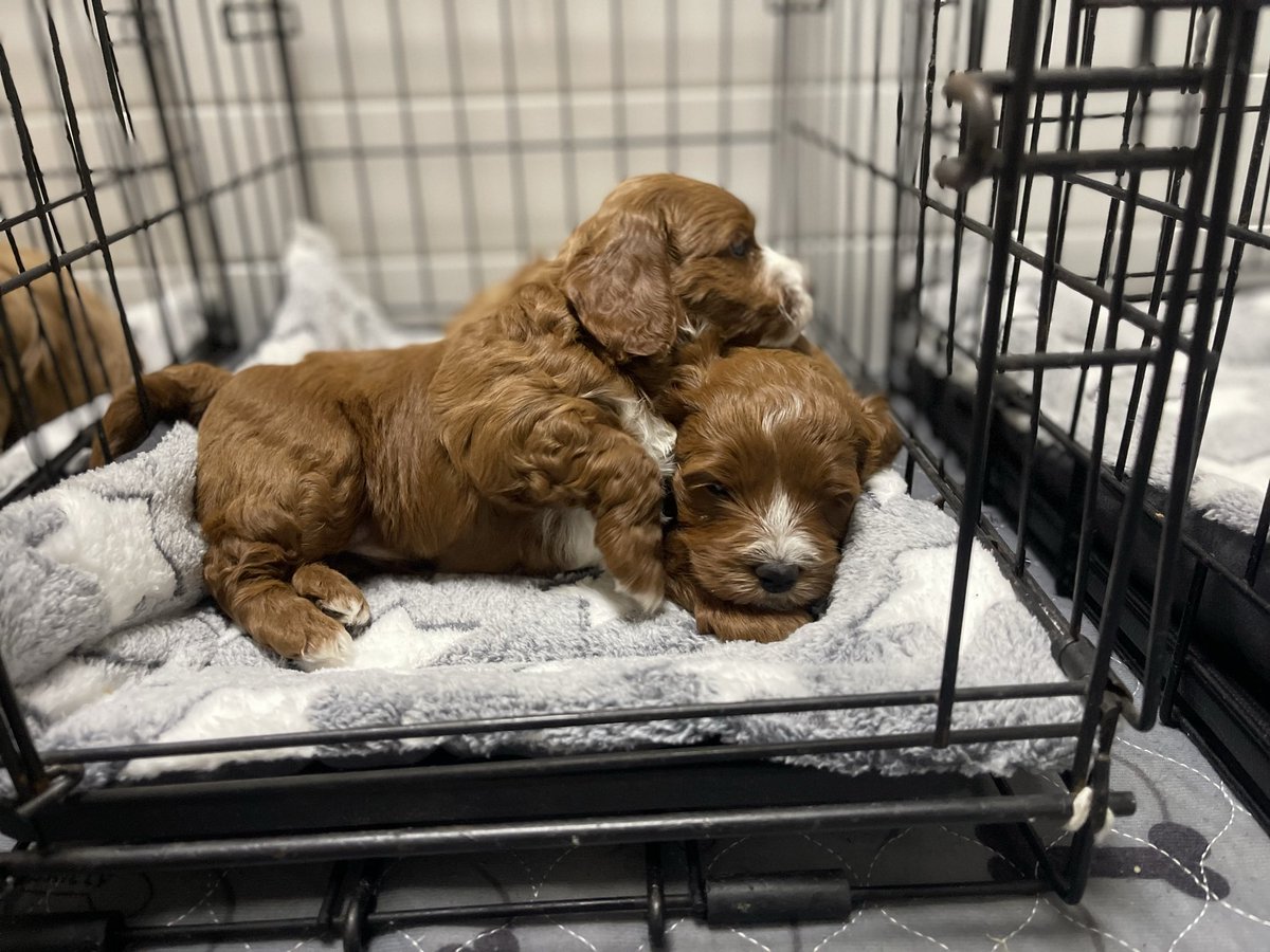 MapleDoodles's tweet photo. Our CavaDoodle puppies are 5 weeks old and already crate training. Open crate in their enclosure, they go in and out on their own and nap together inside. By go home time the crate is old news. 
#cavadoodle #puppies #cratetraining

https://t.co/8yZNVl3cCS https://t.co/uL2dT7r6Cy