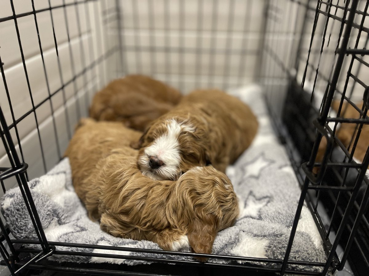 MapleDoodles's tweet photo. Our CavaDoodle puppies are 5 weeks old and already crate training. Open crate in their enclosure, they go in and out on their own and nap together inside. By go home time the crate is old news. 
#cavadoodle #puppies #cratetraining

https://t.co/8yZNVl3cCS https://t.co/uL2dT7r6Cy