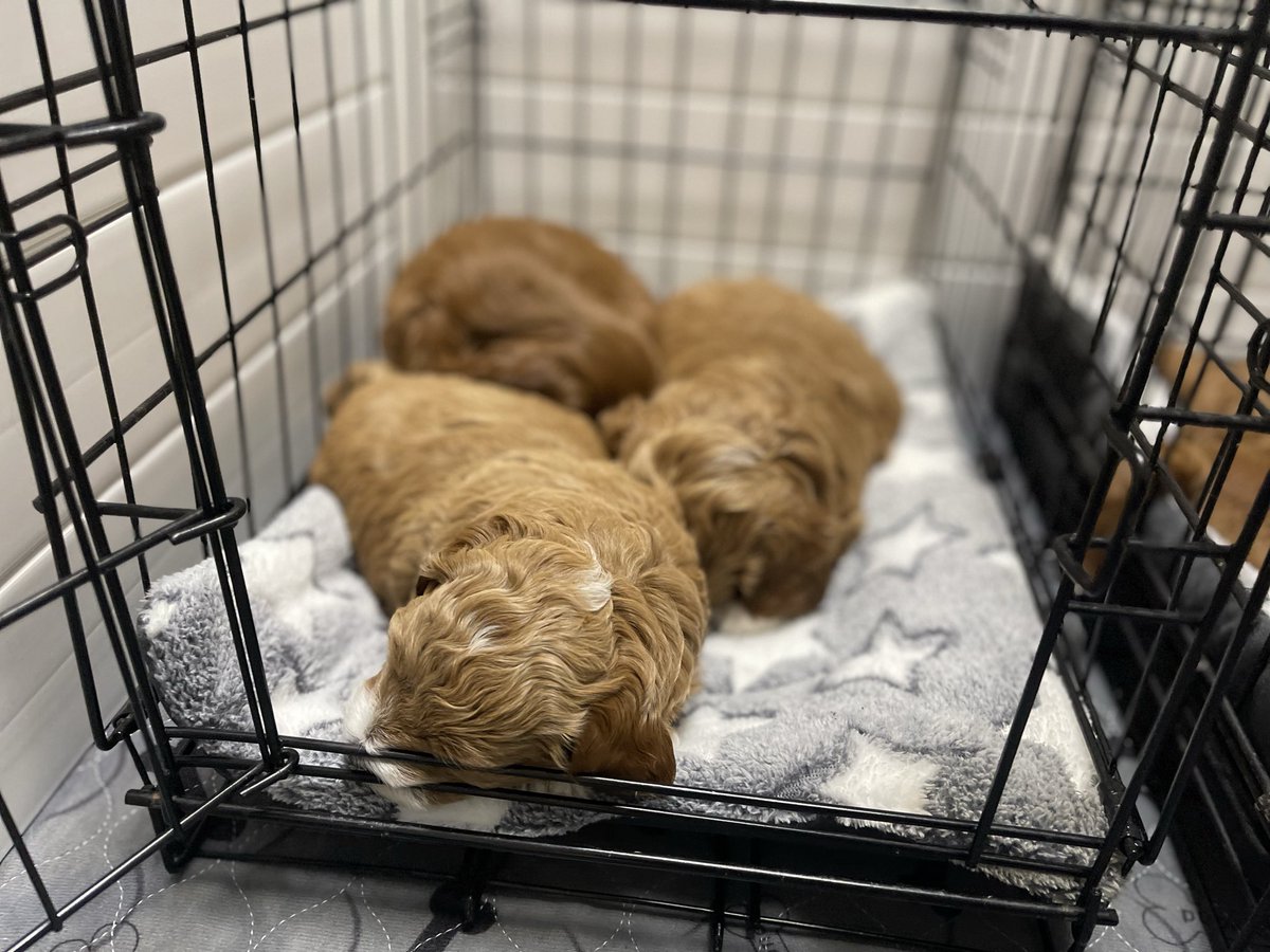 MapleDoodles's tweet photo. Our CavaDoodle puppies are 5 weeks old and already crate training. Open crate in their enclosure, they go in and out on their own and nap together inside. By go home time the crate is old news. 
#cavadoodle #puppies #cratetraining

https://t.co/8yZNVl3cCS https://t.co/uL2dT7r6Cy