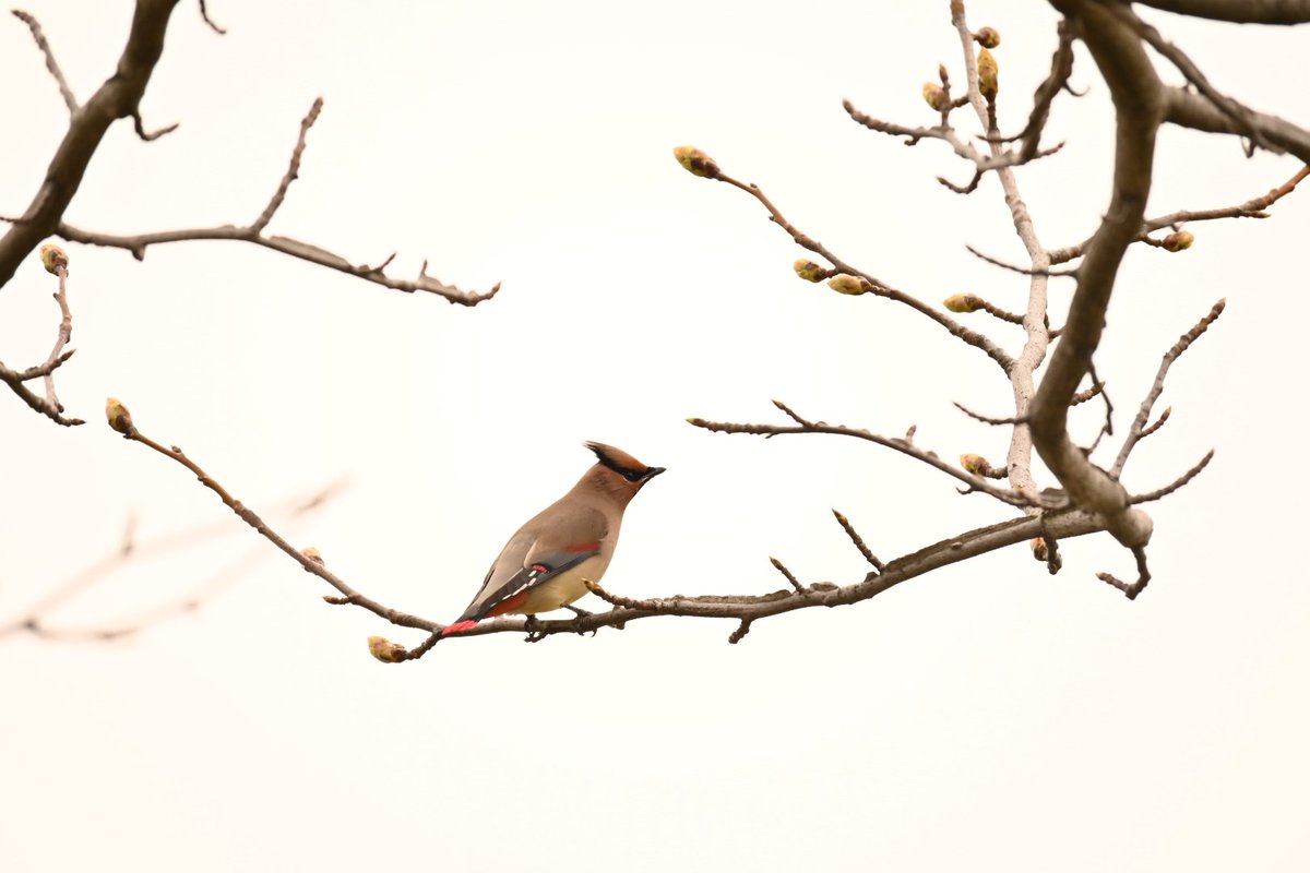 WADADA64024059's tweet photo. 久しぶりの鳥～🐦
石川県でヒレンジャクさんに初見～🎶
天気が悪くピントはイマイチでしたがカラフルなお体でした🤩
今年は鳥撮も頑張ろうかな😅
#ヒレンジャク
#石川県
#木場潟公園
#鳥撮
#野鳥 https://t.co/gJGpjZzUrL