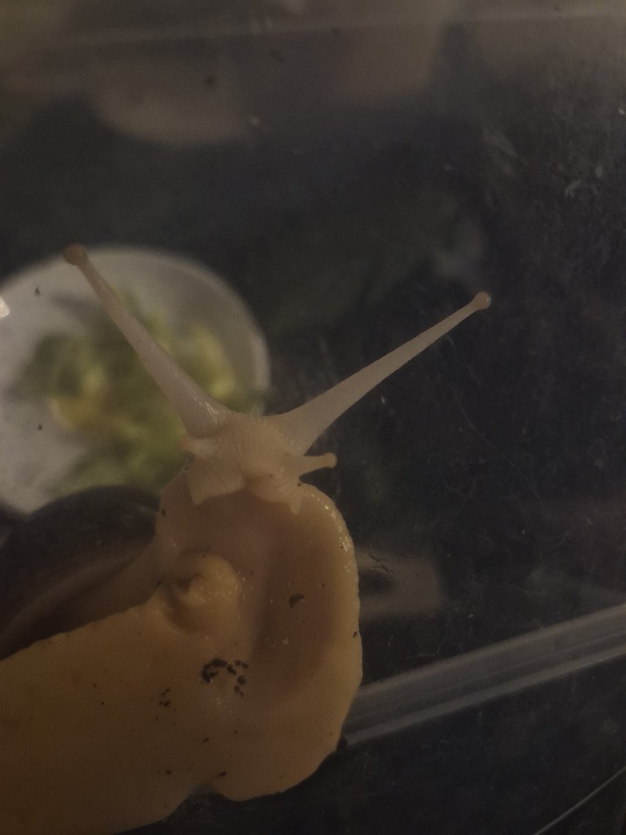 촉촉팽 tweet media