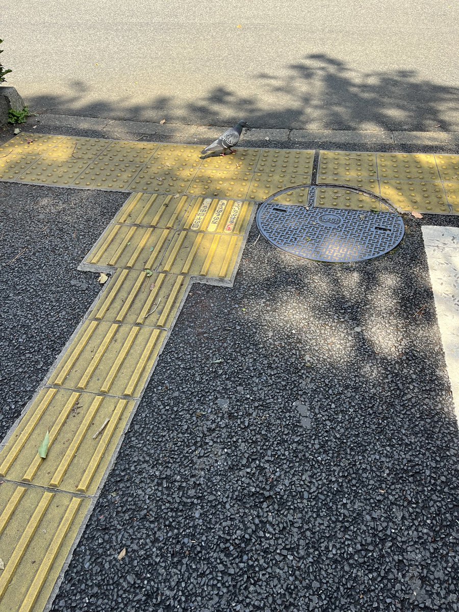 #飯田橋の鳥　🦆