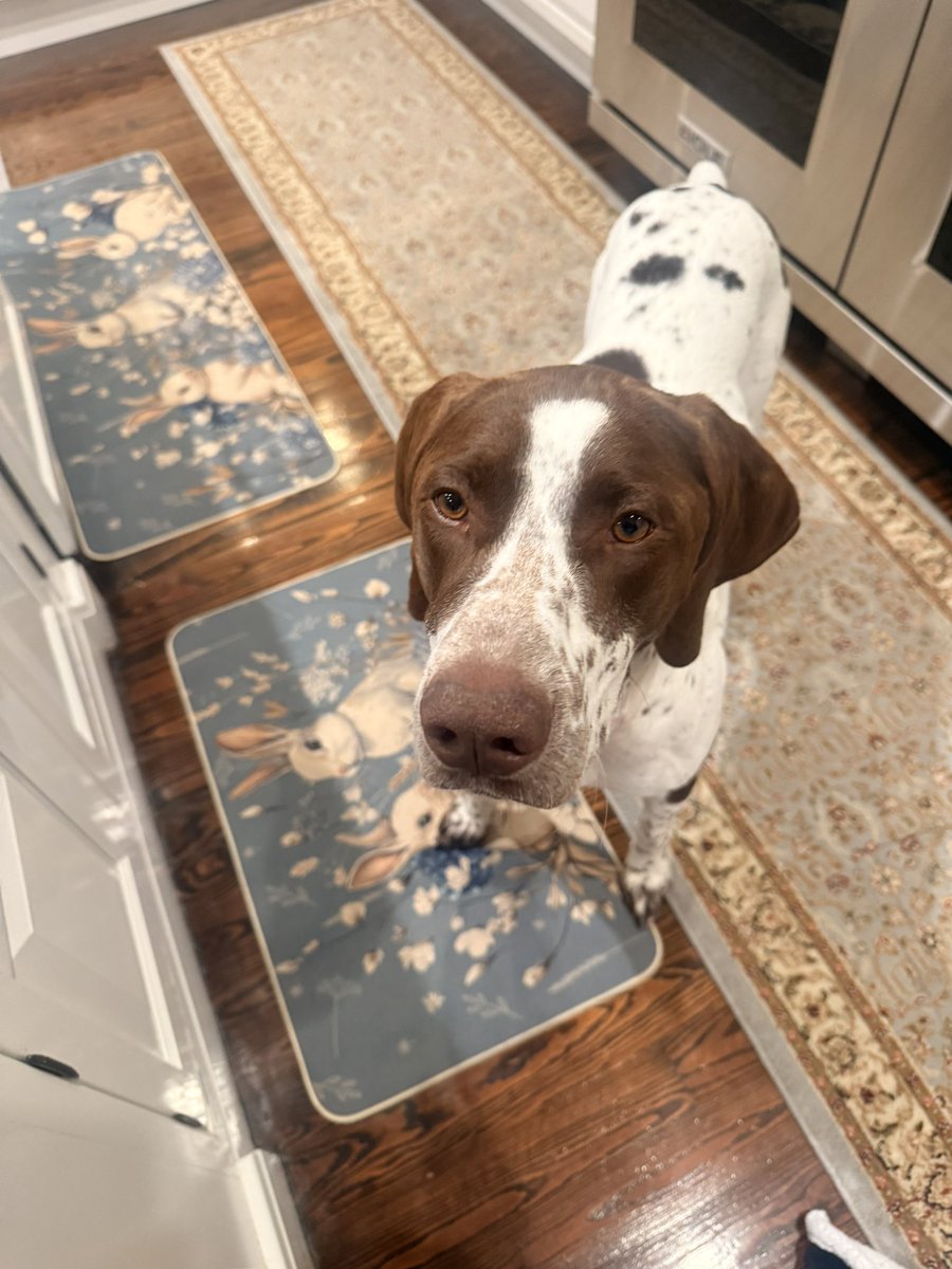 Cat in the Hat tweet media