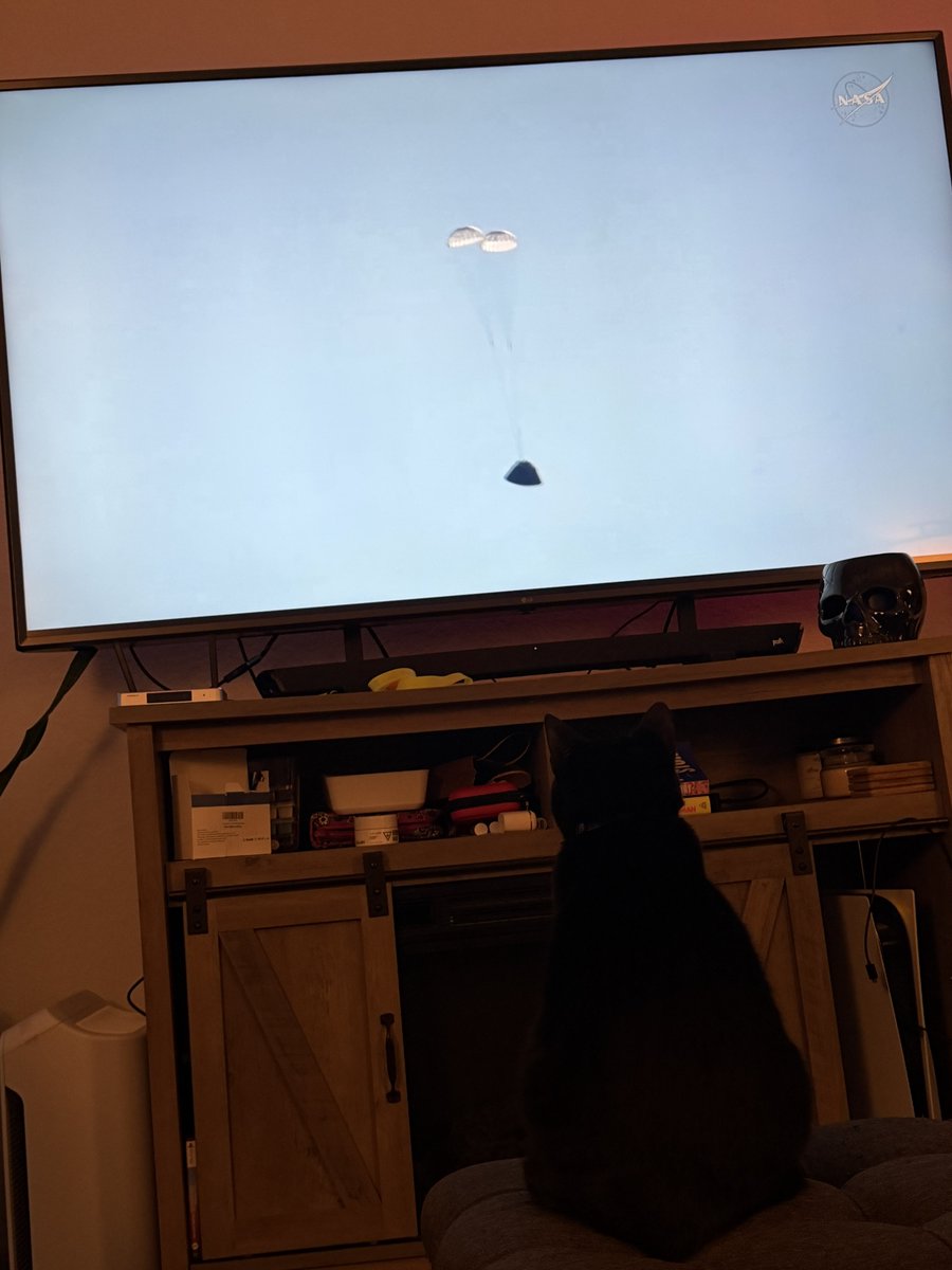 Tay 🦎 tweet media