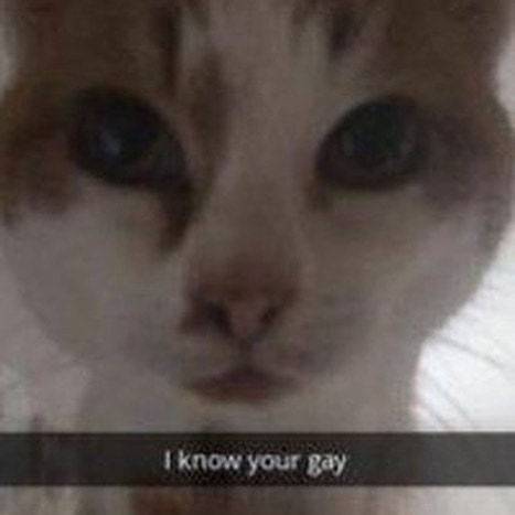 Punch Cat tweet media