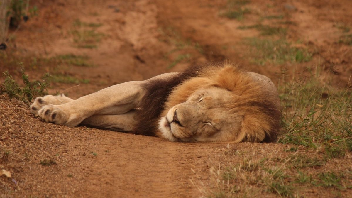 𝙬𝙝𝙤'𝙨 𝐟𝐢𝐫𝐞𝐛𝐫𝐚𝐧𝐝 ? tweet media